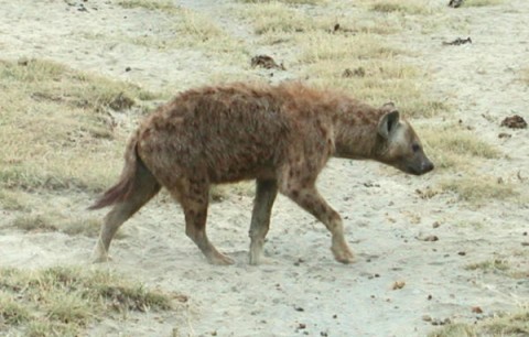 Waraabe Weeraray Wiil 15-sano Jir Ah Oo Ku Sugnaa Deegaan Ka Mid Ah Somaliland