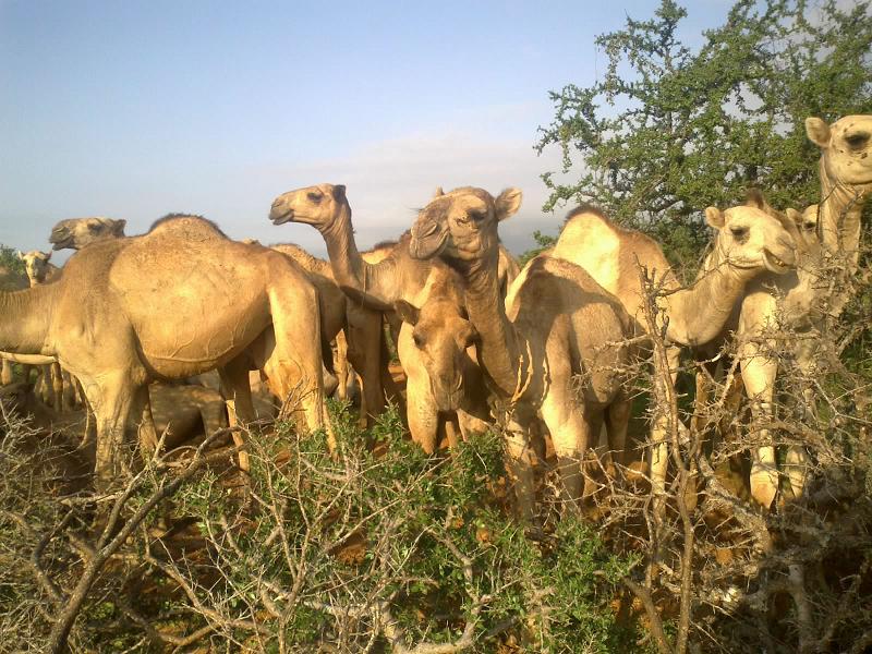 Xoolo Dhaqato Ka Tagey Caabudwaaq Oo u Naqraacay Gobolka Bari