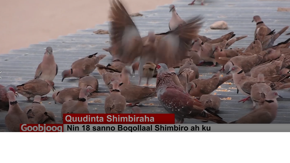 Hargeysa: Nin 18 Sano Quudinayey Boqolaal Shimbiro Ah
