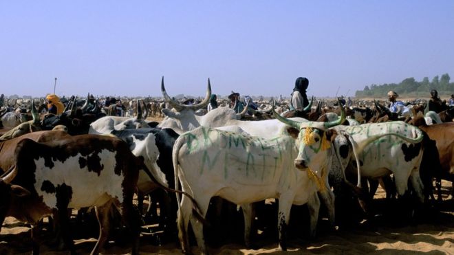 17 Qof Oo Lagu Dilay Bartamaha Mali